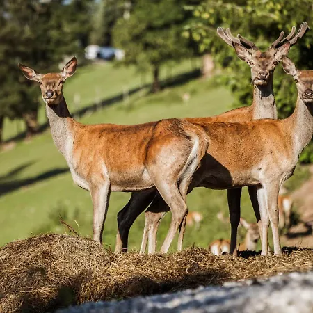 Hotel Aja Bergresort Werfenweng