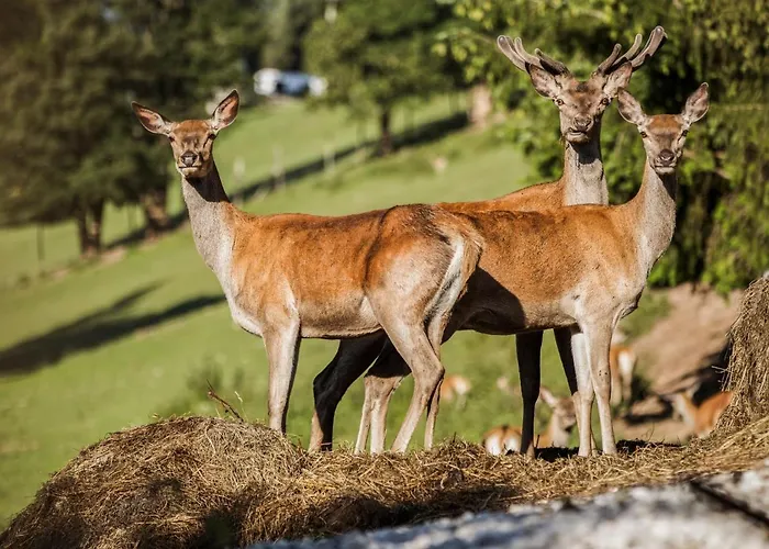 Hotel Aja Bergresort Werfenweng